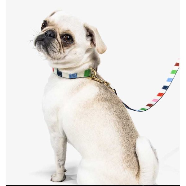 画像7: (Kate spade new york)　犬の首輪　Adventure Stripe　サイズXS  244832 (7)