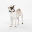 画像5: (Kate spade new york)　犬の首輪 Watercolor Dot 　サイズS/M  256128 (5)